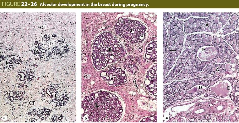 (a) The mammary glands of adult, nonpregnant women are inactive, with small ducts and few lobules (b) During pregnancy, (c) During