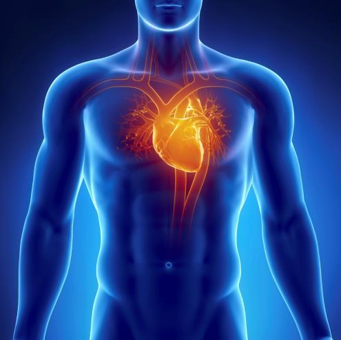 Cardiology Which of the following has the largest