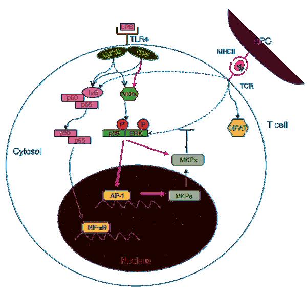 Figure 7 Proposed mechanism of TLR4-dependent regulation of TCR activation (conditional activation). TLR4 triggering of CD4 + T cells activates NF-κB and MAPK pathways.