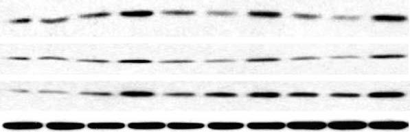 17 Dietologi (28) 51:165 174 Fig. 3 Effect of LA nd/or ALC on levels of mitochondril protein nd DNA. 3T3-L1 dipocytes were treted for 24 h with LA nd/or ALC.