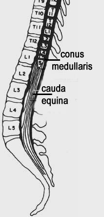 Conus medullaris lower
