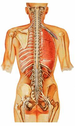 Spinal cord Medulla oblongata to conus