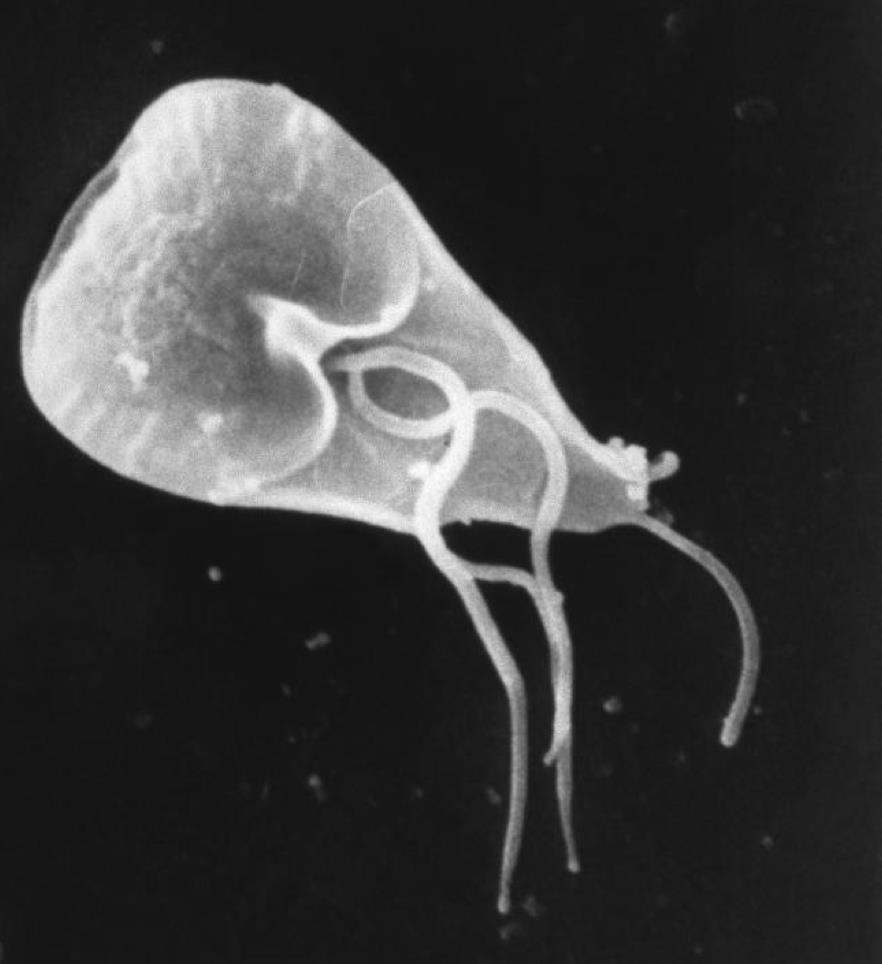 Protozoans - Giardia Giardia lamblia / duodenalis / intestinalis Has a sucker that allows it to stick to the intestinal wall.