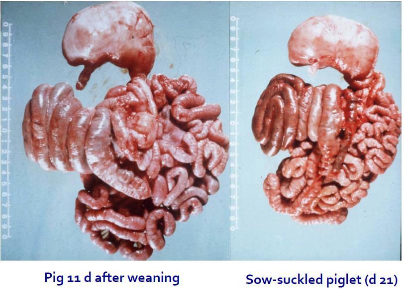 Atividade enzymática (unidade: peso vivo) Gastro-intestinal tract is not fully developed : 11 days