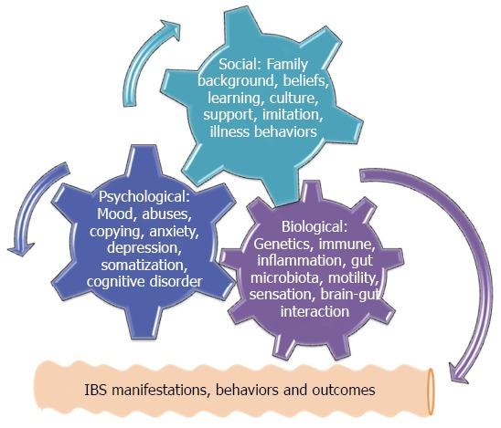 Etiology and Pathophysiology of IBS The existence of any defects among the 3 categories (pictured at left) during early life and adolescent period may initiate biopsychosocial interactions and IBS