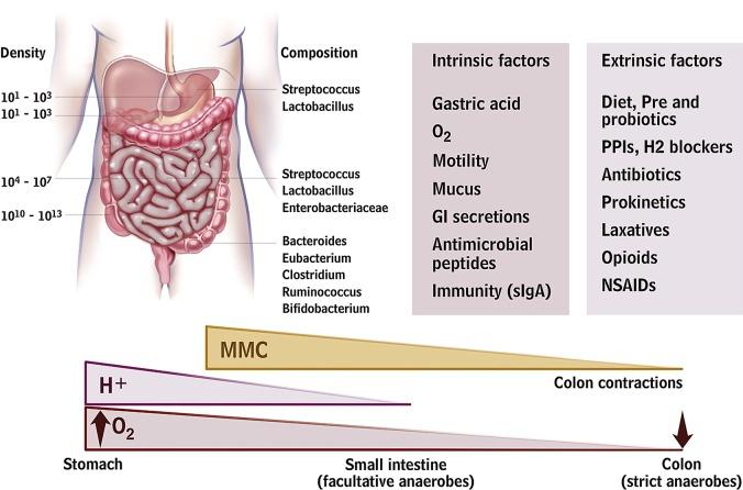 The Human Microbiota Microbiota (formerly microflora), refers to the population of microscopic organisms (bacteria, fungi, bacteriophages and viruses) that colonizes the skin, genitourinary system,
