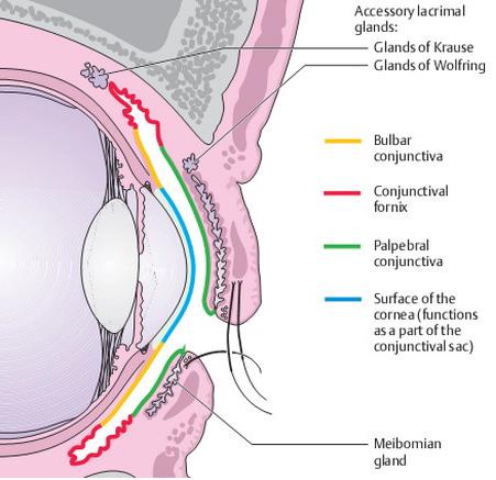 Conjunctiva Anatomy The ocular surface is constantly exposed to microorganisms.
