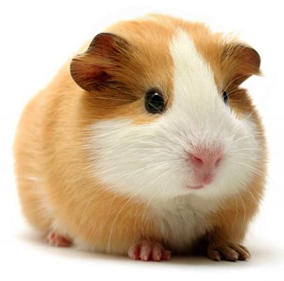 BGs into guinea pig eyes Tolerability, Inflammatory reactions and specific immune responses 2 hours