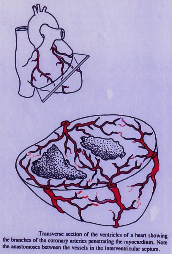 VENOUS DRAINAGE OF THE HEART The heart is drained principally by the 2cm long Coronary sinus, which drains into the right atrium. It receives the following tributaries: 1.