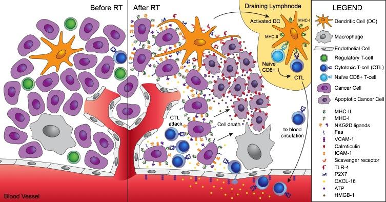 CAN RADIOTHERAPY RESET THE IMMUNOLOGIC PHENOTYPES OF A TUMOR?