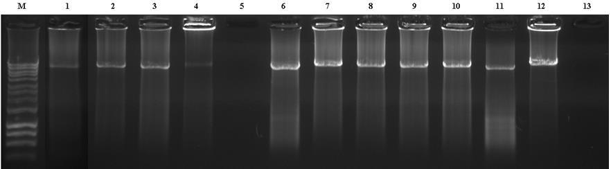 Full-length EV Genome RT-PCR 2-step Nested PCR using EV-specific