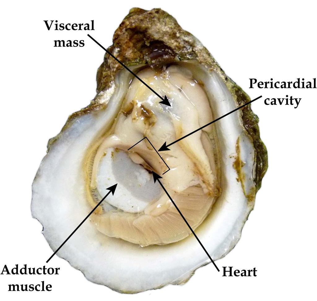 Appendix 1 Oyster Anatomy Card Visceral Mass is the digestive area, pericardial cavity contains the heart, adductor