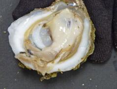 Appendix 3: Oyster Valve Opening Guide: Become a SeaSeeker: