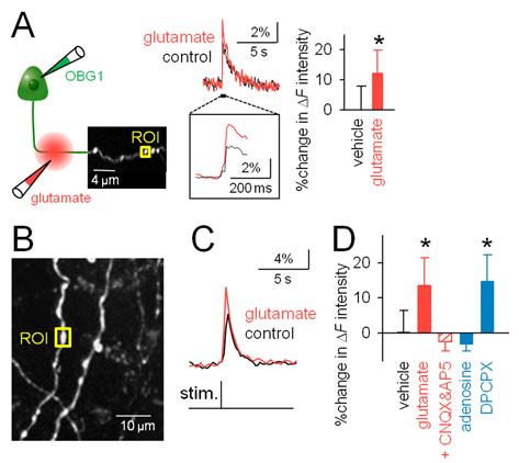 Supporting Online Materials Page 10 Fig. S3. Glutamate applied to axons increases the amplitude of AP-evoked calcium responses in downstream presynaptic boutons.