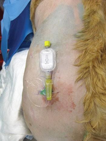 Figure 2. Epidural catheter in place. Image: A Mathis. Morphine (0.1mg/kg) can be administered in saline at the lumbosacral junction to produce analgesia up to the thorax.