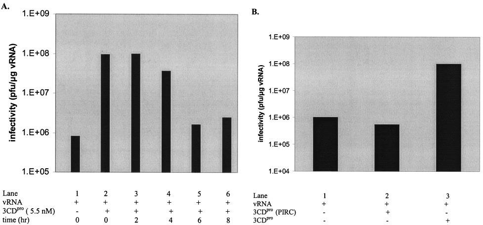VOL. 79, 2005 STIMULATION OF PV SYNTHESIS BY VIRAL PROTEIN 3CD pro 6361 FIG. 3. 3CD pro has to be added early to the translation-rna replication reactions to exert optimal stimulatory activity.