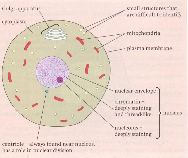 Structure of a generalised animal cell as seen with a