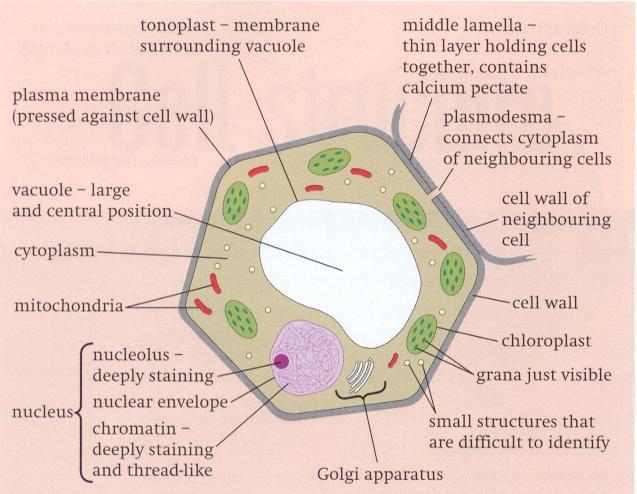 Structure of a generalised plant cell as seen with a