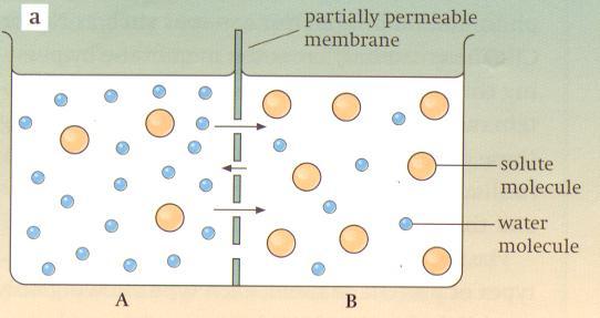 Example: Osmosis Two solutions are separated by a partially permeable membrane.