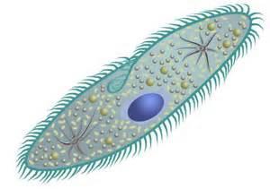 Osmoregulation in Paramecium lives in fresh water it continuously gains water by