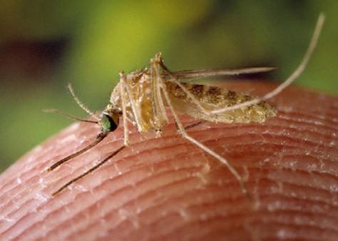 Increased awareness of prevention strategies, symptoms, and case reporting guidelines is crucial for an accurate portrait of vector-borne disease in McHenry County.
