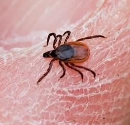 Virus. McHenry County has already had its first Lyme disease cases of the season.