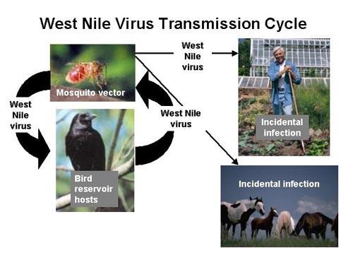 West Nile Virus West Nile Virus is a flavivirus of the arthropod-borne virus family, and is included in the Abroviruses for reporting.