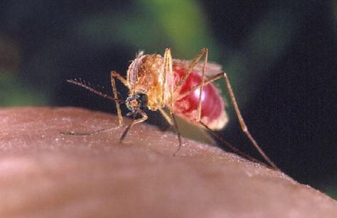 The house mosquito prefers stagnant water for breeding, such as catchbasins, old tires, poorly draining ditches, clogged gutters, and bird baths.