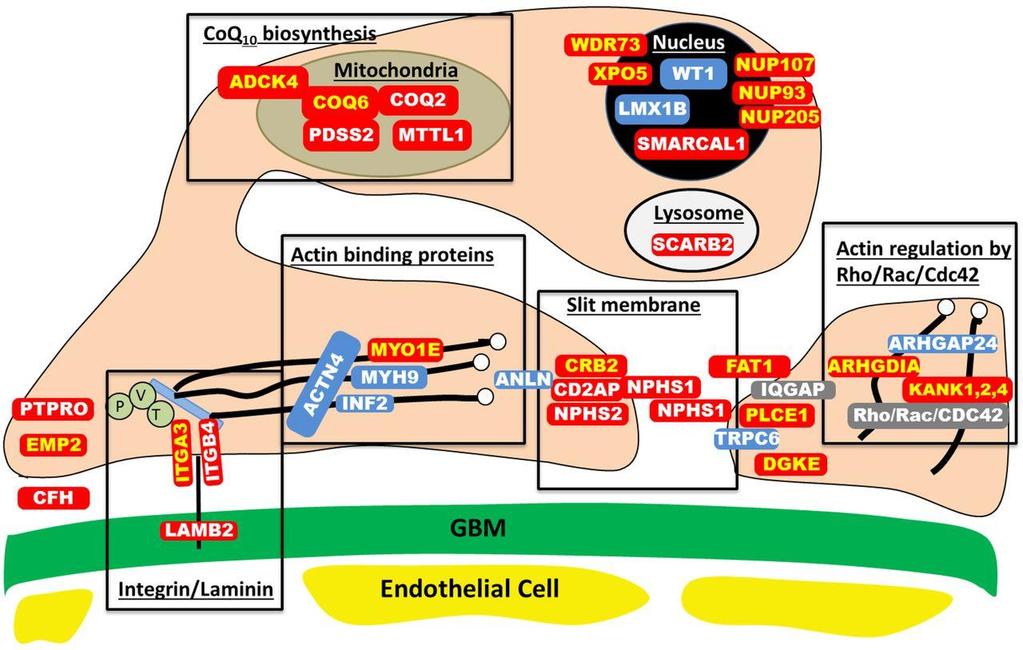 Proteins involved in single-gene causes and pathogenic pathways of SRNS.