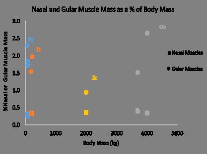 Fig. 4 Sound production muscle mass expressed as a percentage of total body mass plotted against total body mass.