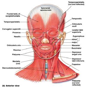 inferiorus pouting muscle Muscles of the Epicranium (Scalp)