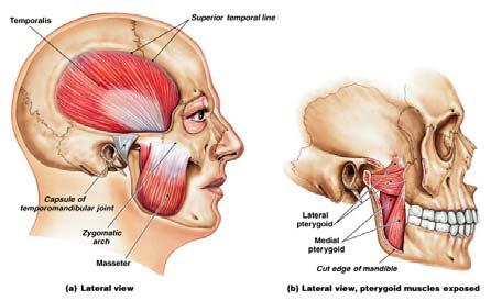 3 Muscles of Mastication Muscles of Mastication Masseter: the