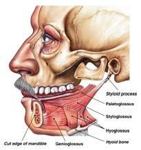 these Muscles of the Tongue Table 11 4 Figure 11 7 Muscles of