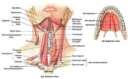 hyoid also hyoid to mastoid Platysma: covers anterior surface