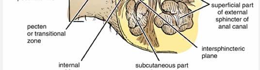nerve supply External Striated