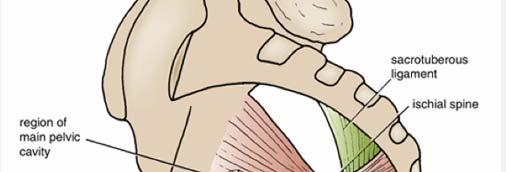General lfeatures Region of below pelvic diaphragm A