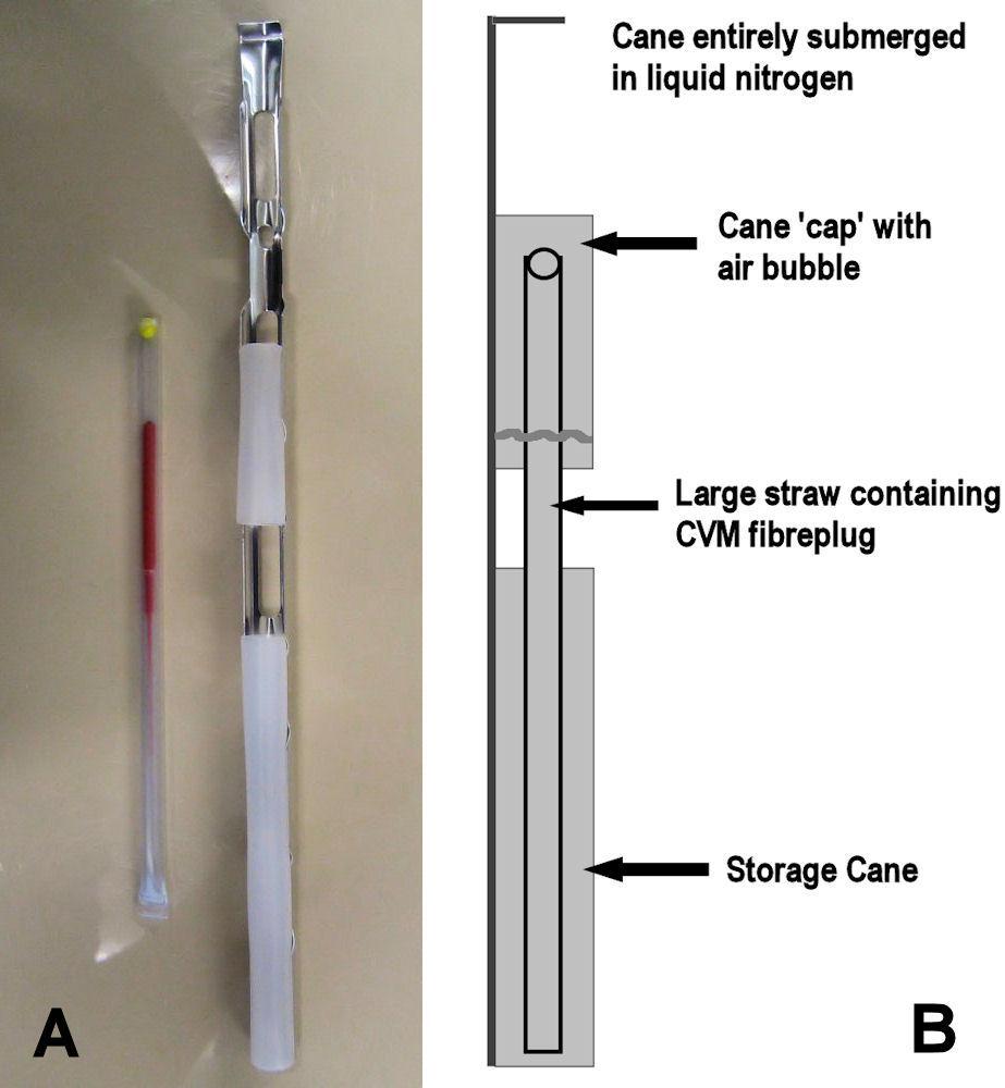 Figure 2 - A: CVM fibreplug sealed inside outer straw and storage cane.