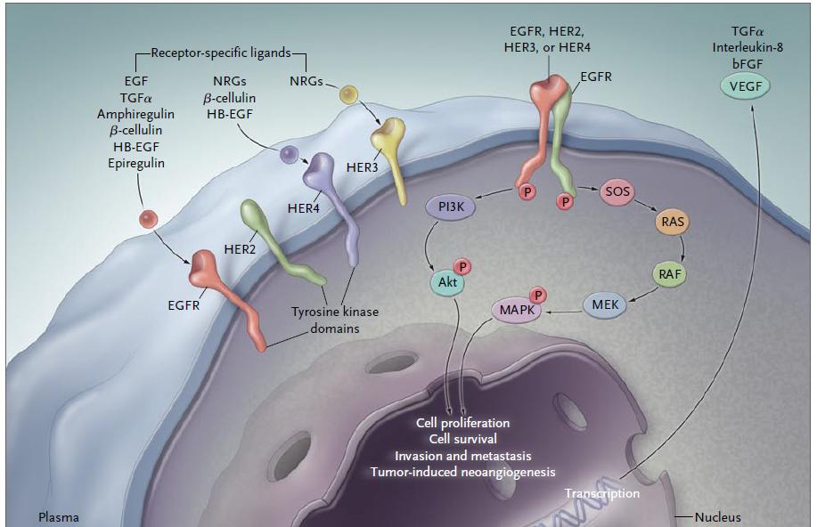 Epidermal growth factor receptor(egfr) ü ü ü ü Cancer-cell proliferation Blocking apoptosis Activating