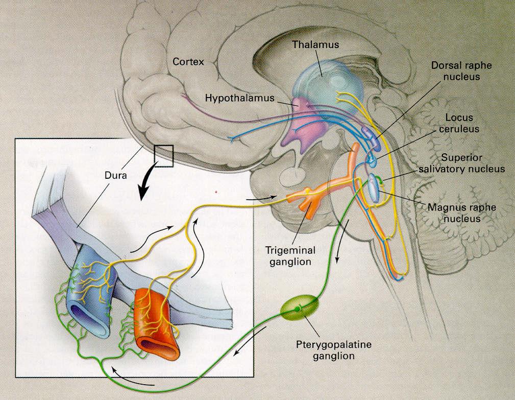 Pathophysiology of migraine; Trigeminal-autonomic reflex