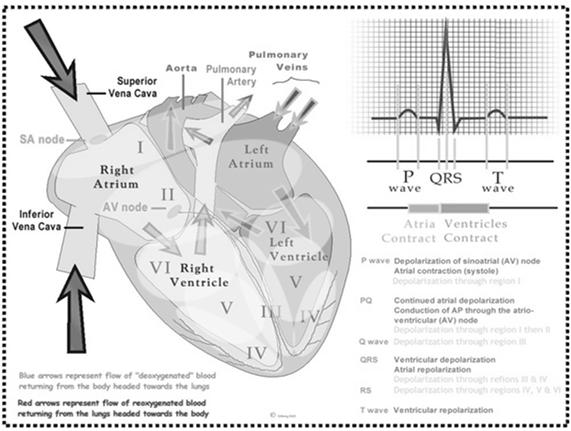 is the difference between the ventricular end diastolic volume and the end systolic volume (1.