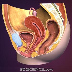 Fallopian Tube Ovary Uterus Bladder Cervix Pubic bone
