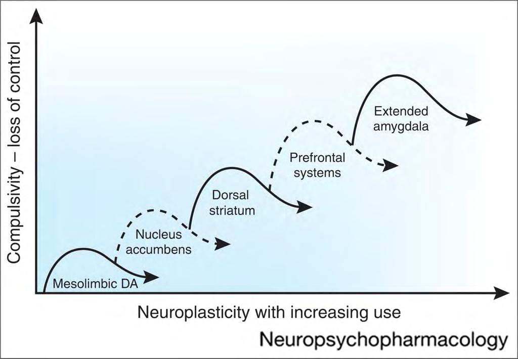 Neuroplasticity in Brain Circuits associated with the Development of Addiction Koob, G. F.