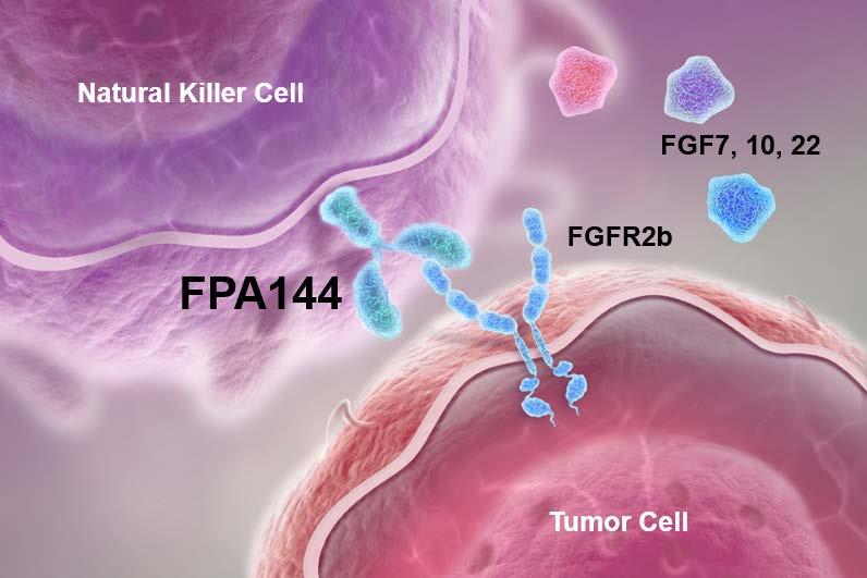 FPA144: An Antibody to FGF Receptor 2b with Enhanced Cell Killing (ADCC) for Treating Gastric Cancer Recruits natural