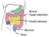How Does the Bowel Work?