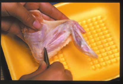 Expose both major joints of the chicken wing. Step B: Inserting the scissors. Insert the tip of the scissors into the small cut. Observe the tendons, blood vessels, and muscle.
