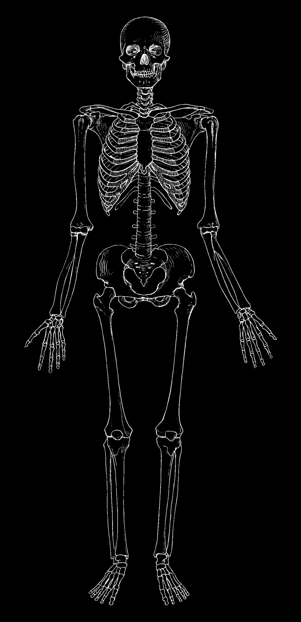 Part C: Bones, Muscles, and Joints 16. Complete the following reading to learn more about muscles and joints.