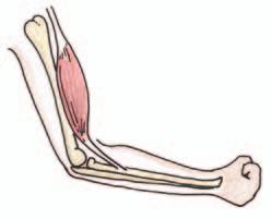 Support System: Bones, Joints and Muscles Activity 16 The part of your nose that is made of cartilage is attached to the bones of your face.