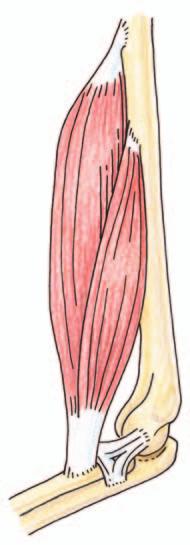 Activity 16 Support System: Bones, Joints and Muscles To investigate the muscles in your arm, begin by holding your arm out in front of your body, then pull your hand up toward your face as shown in
