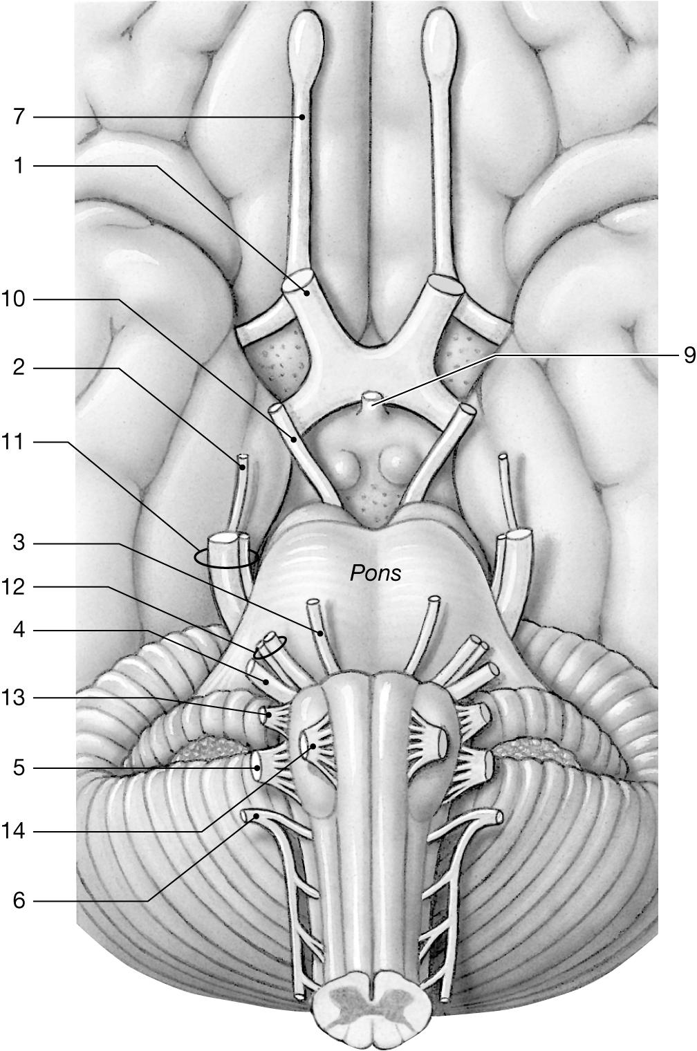 Figure 14-2 Cranial Nerves Use Figure 14-2 to answer the following questions: 40) Identify the nerve labeled "3." A) trigeminal B) vagus C) facial D) trochlear E) abducens ESSAY.