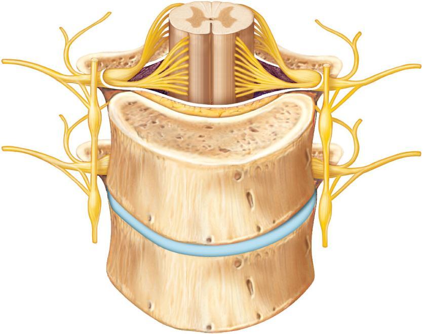 Dorsal root ganglion Dorsal ramus of spinal nerve Ventral ramus of spinal nerve Spinal nerve Rami communicantes Sympathetic trunk ganglion Gray matter White matter Ventral root Dorsal root Dorsal and